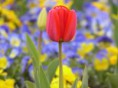/album/rezane-kvetiny/tulipan-4-1-jpg/